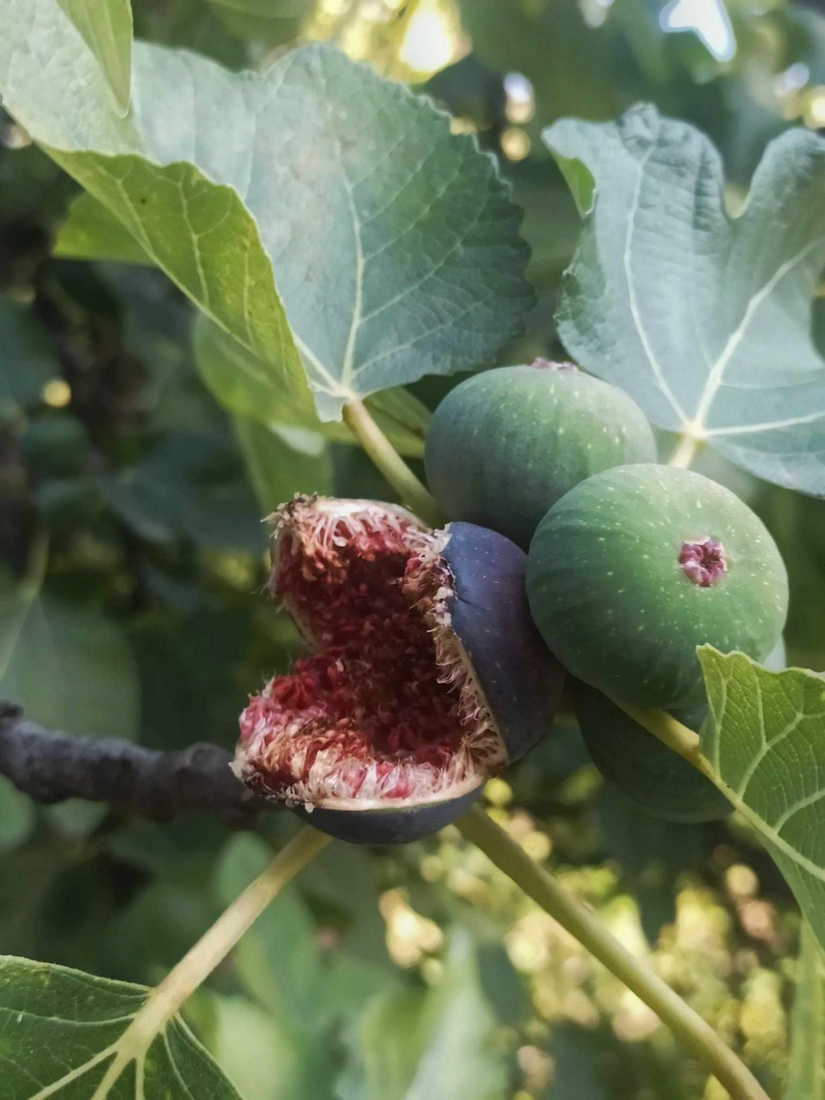 Jelena Zlatar Gamberožić: Oštrina ida 20/20